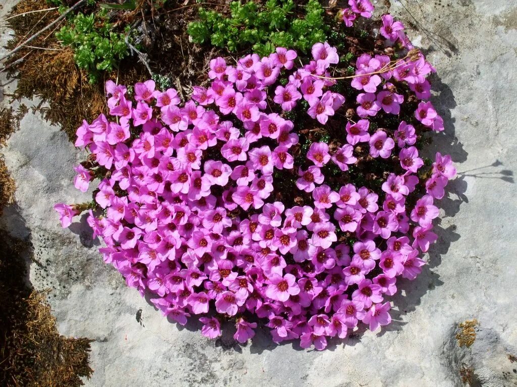 Садовые цветы камнеломка фото. Камнеломка пурпурная мантия. Камнеломка супротивнолистная. Камнеломка Фламинго. Камнеломка супротивнолистная (Saxifraga oppositifolia).