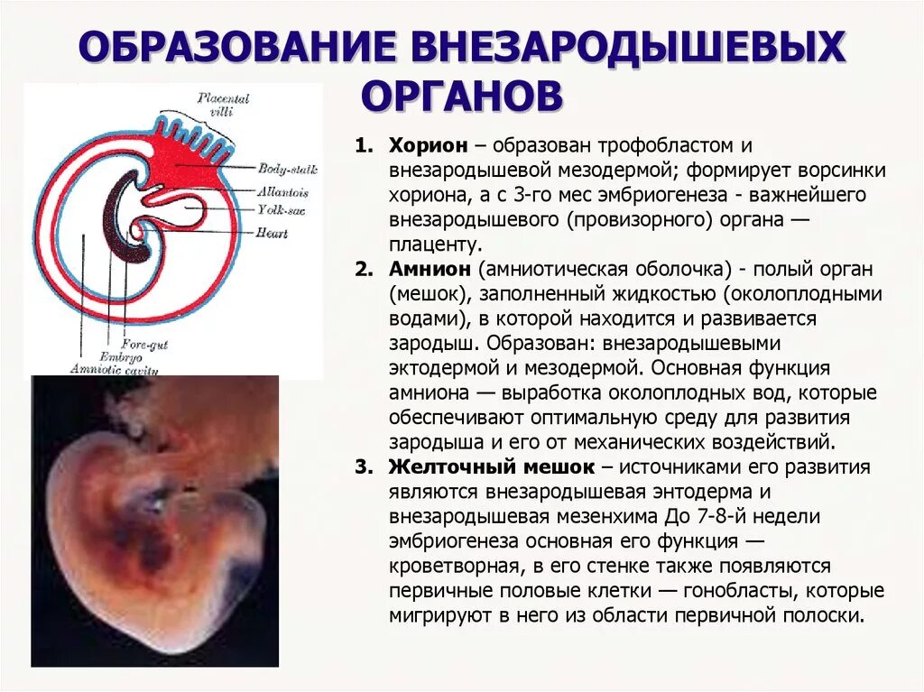 Строение зародыша хорион амнион. Образование внезародышевых органов. Внезародышевые органы формирование и строение. Развитие внезародышевых органов человека.