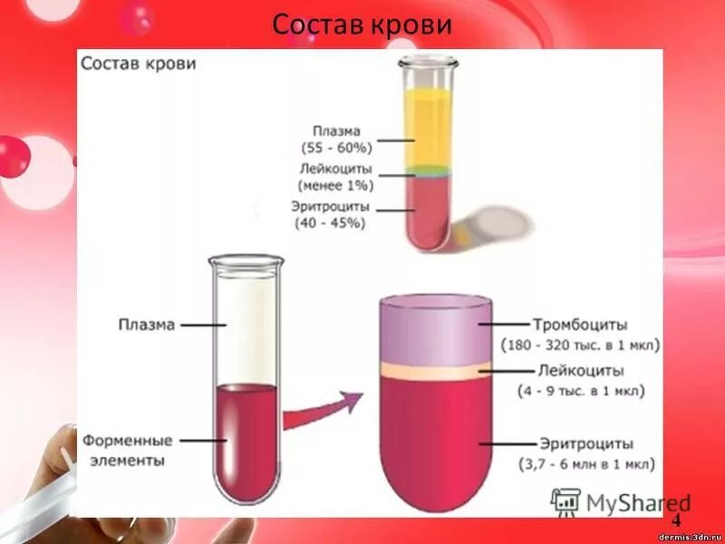 Морфологический состав крови