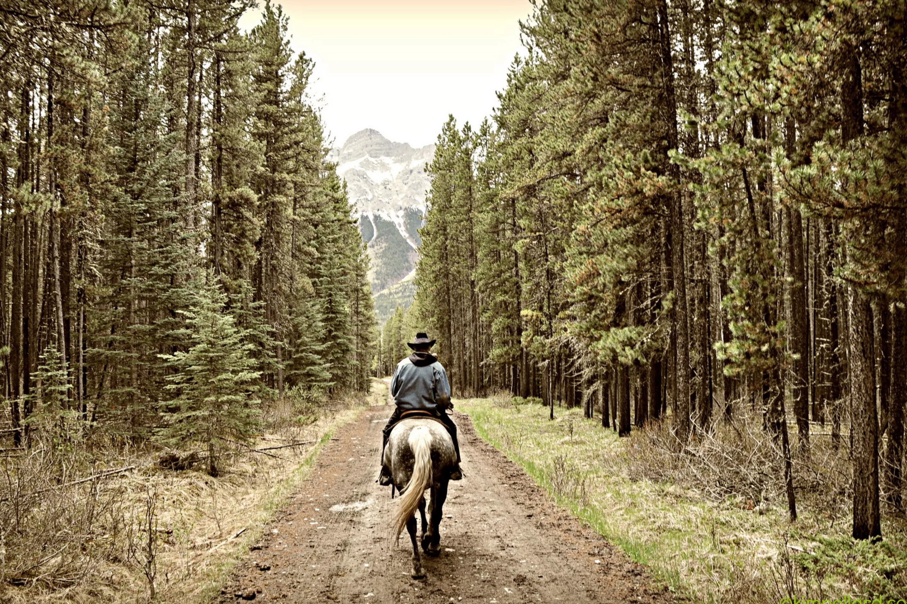 Путь кон. Всадник в лесу. Лошади в лесу с людьми. Лошадь на дороге. Лошади в горах.
