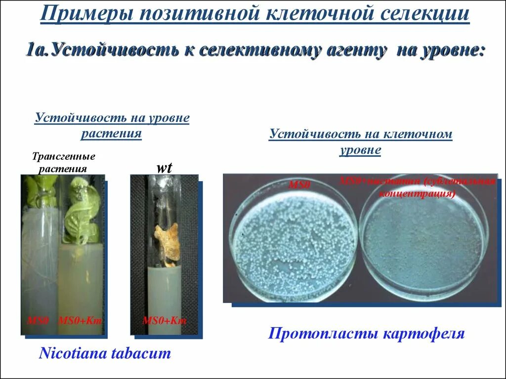 Клеточная биотехнология методы. Селекция на клеточном уровне. Биотехнология в селекции растений. Селекция растений на клеточном уровне.. Методы клеточной селекции.