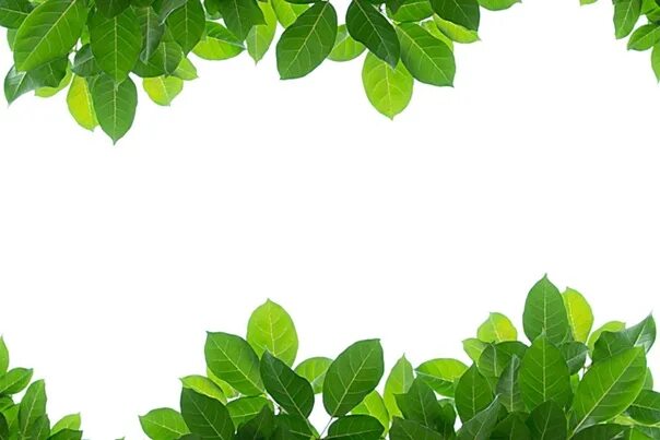 leaves border page Clip art borders, Borders and frames, Boarders and frames