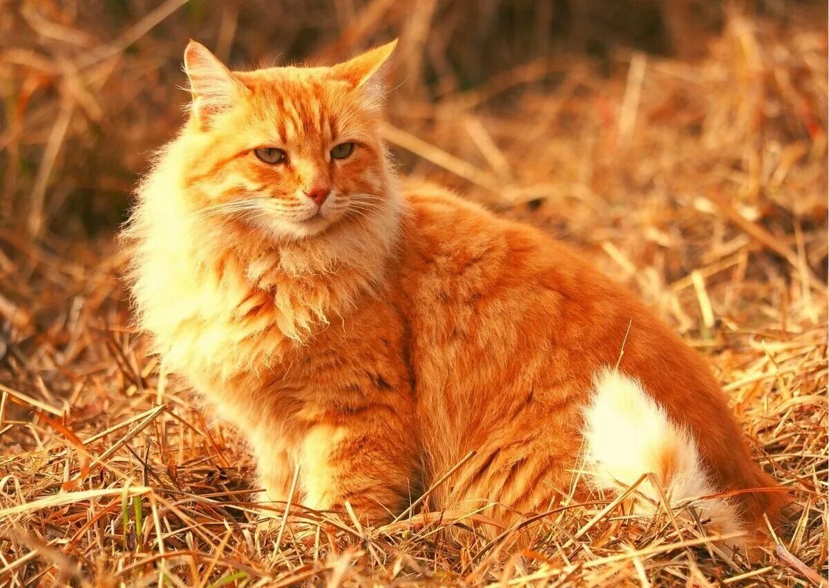 Европейская длинношерстная кошка рыжая. Рыжий длинношерстный Сибирский кот. Кот пушистый рыжий. Рыжая пушистая кошка.