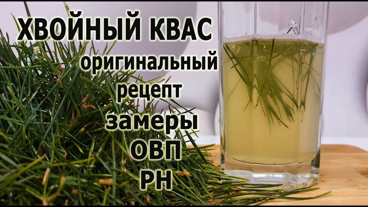 Хвойный квас рецепт