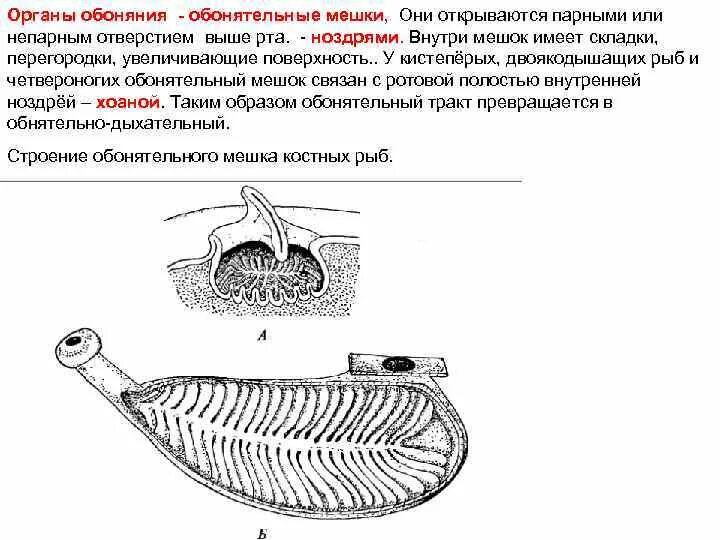 Строение органа обоняния рыбы. Органы обоняния у рыб. Обонятельные мешки у рыб. Ноздри костистых рыб.