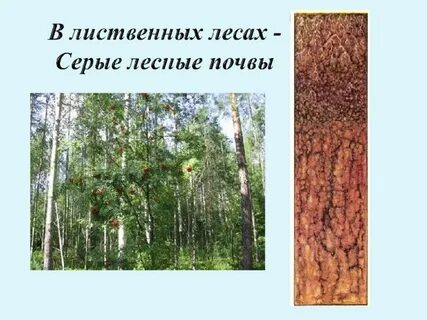 Почвы смешанных и лиственных лесов