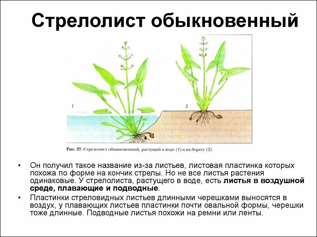 Почему у растений разные формы. Стрелолист модификационная. Стрелолист обыкновенный листья. Стрелолист три типа листьев. Строение листьев СТРЕЛОЛИСТА.