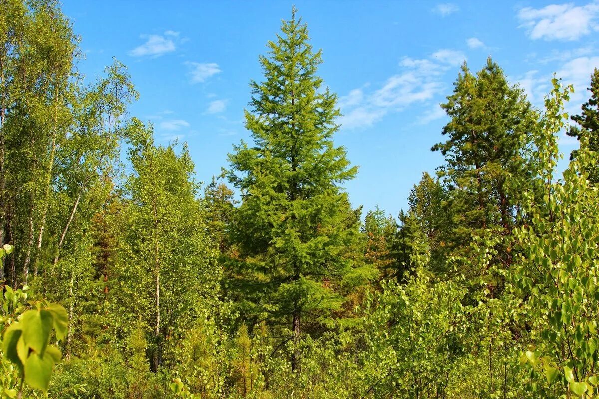 Хвойно березовый. Лиственница Сибирская Larix sibirica. Лиственница Сибирская (Larix sibirica Ledeb.). Лиственница Сибирская (Larix sibirica) ‘Романюк’. Лиственница Сибирская (лат. Lárix sibírica).