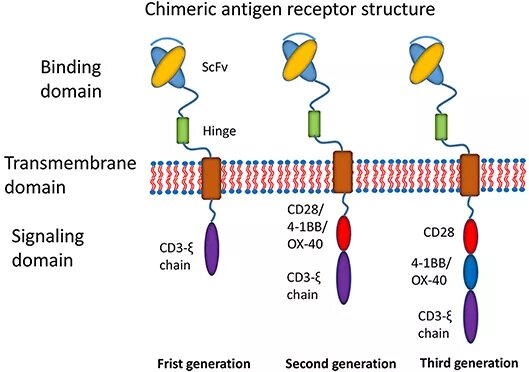 T cell receptor. Chimeric antigen receptor t cell production and infusion:. т клеточный рецептор. antibodies binding domain. трансмембранный антиген вич.