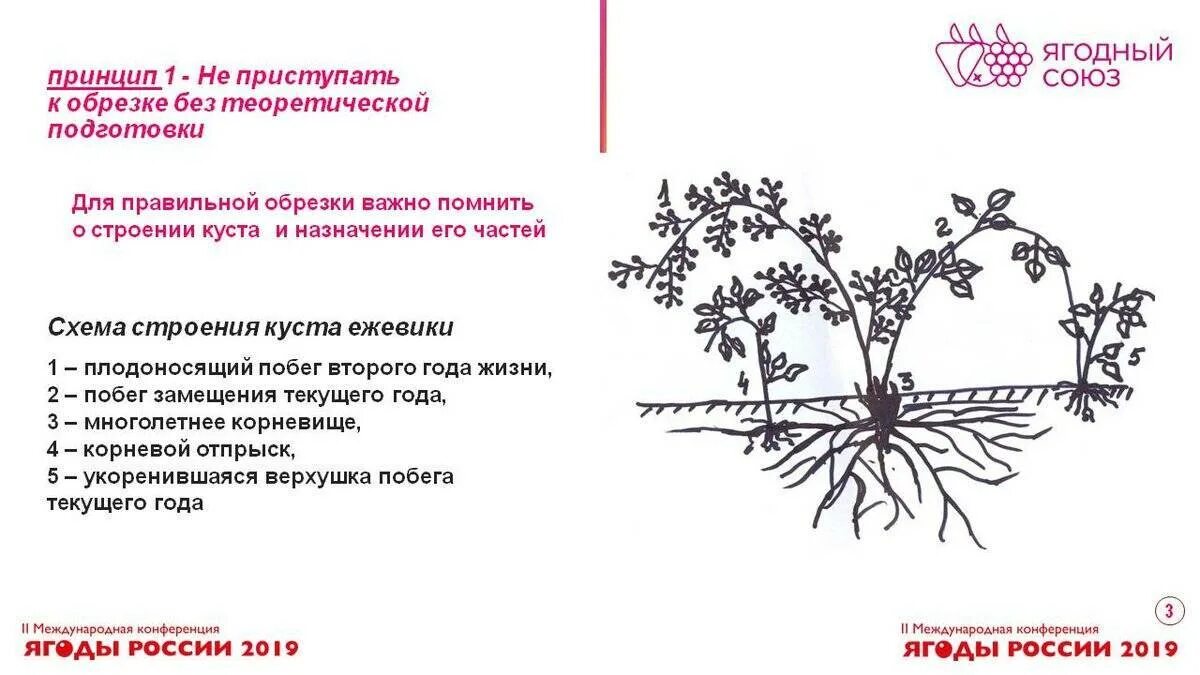 Как правильно обрезать ежевику весной для начинающих. Ежевика натчез обрезка осенью. обрезка ремонтантной ежевики весной. схема обрезки ежевики. осенняя обрезка ежевики.