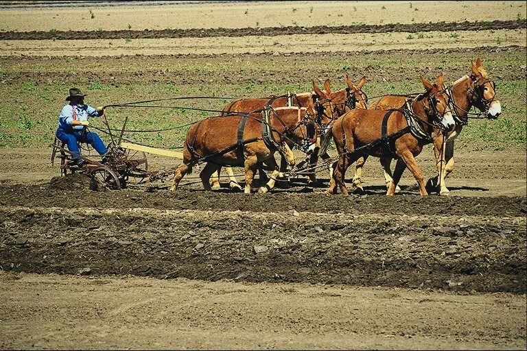 плуг пашет землю. лошадь пашет. сельское хозяйство земледелие. лошадь запряженная в плуг. человек с плугом.