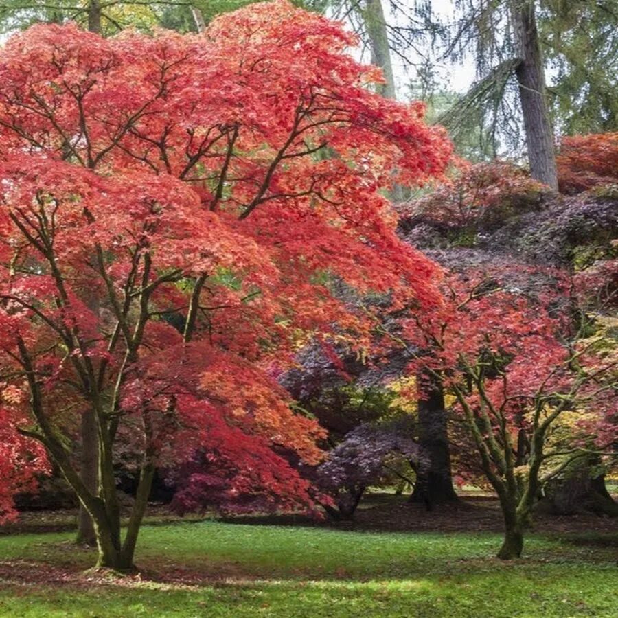 Клен дланевидный. Клен японский Атропурпуреум. Японский клен Acer palmatum. Клен японский дланевидный красный.