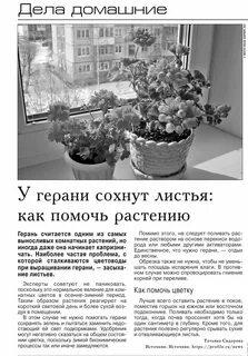 Сколько раз в неделю поливать герань