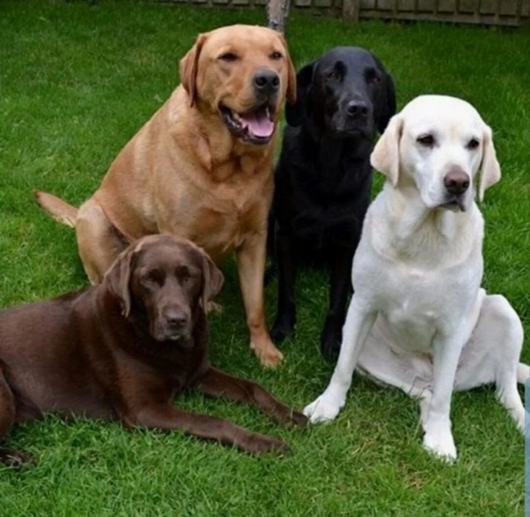 Dog. Лабрадор ретривер породы собак. Лабрадор ретривер какие. Лабрадор ретривер. Лабрадор ретривер какие.