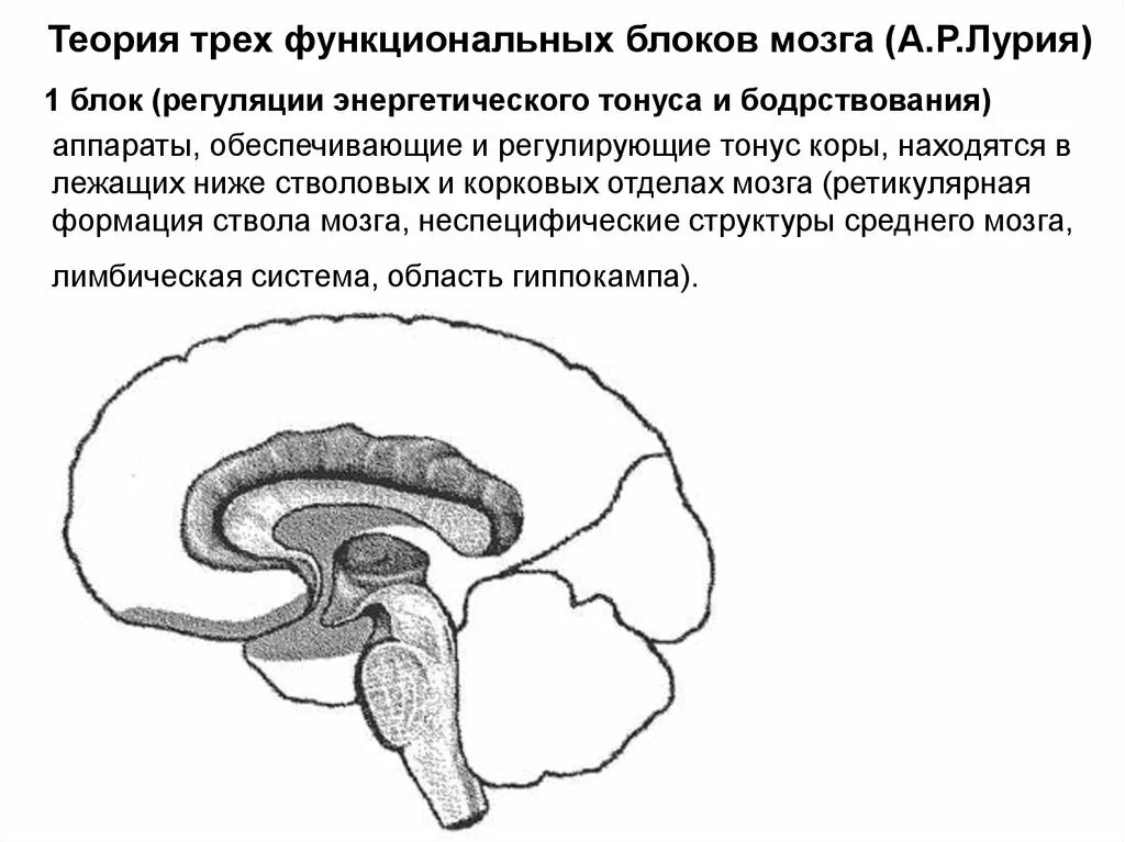 Нарушения блоков мозга. Лурия структурно-функциональные блоки мозга. Блоки мозга по Лурия 1 блок. Функциональные блоки головного мозга по а.р Лурия. Первый функциональный блок по Лурия.