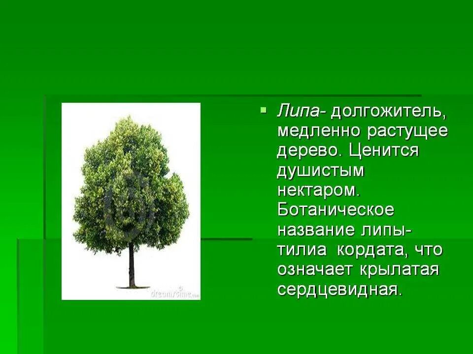 Сколько растет 1 дерево. Липа. Липа дерево. Деревья России липа. Сообщение о дереве.