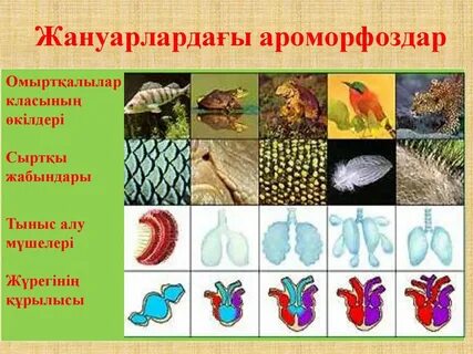 Аморфоз