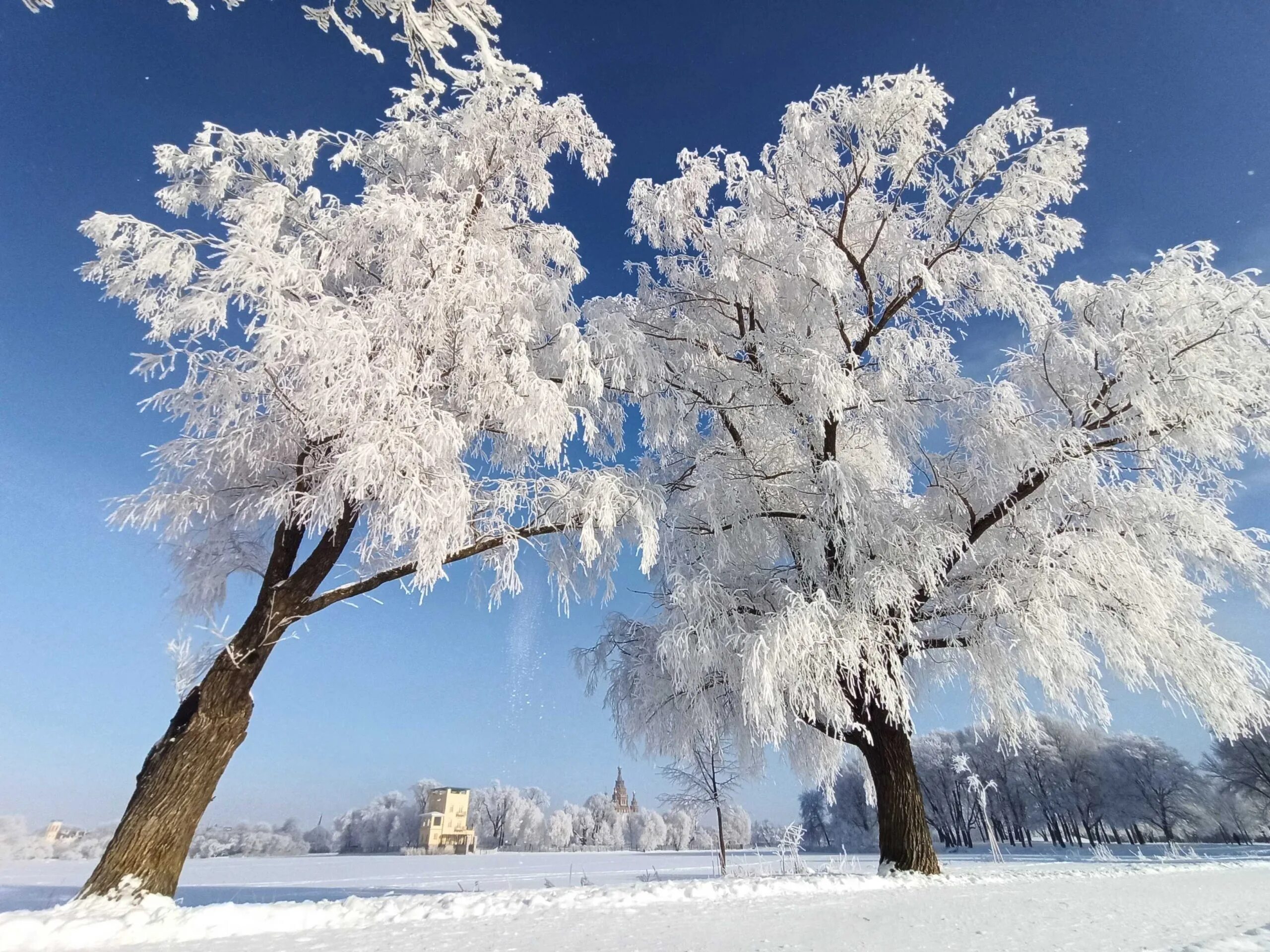 Заснеженные деревья. Зимой все деревья покрыты снегом. Зимой все деревья покрыты снегом. Заснеженные деревья. Заснеженные деревья.