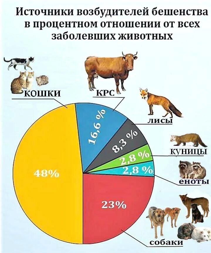 Сколько людей умерло от бешенства. Статистика заболеваний животных. Бешенство животных процент. Переносчики бешенства. Статистика домашних животных в России.