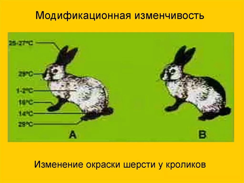 Гималайский кролик окраска шерсти. Горностаевый кролик модификационная изменчивость. Модификационная изменчивость кролик. Изменение окраски шерсти кролика. Модификационная изменчивость это изменчивость.