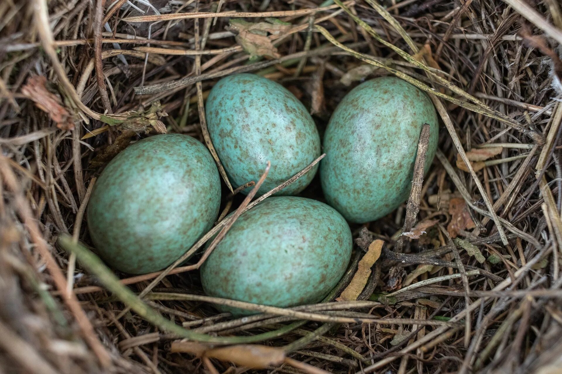 Пестрые яйца. Яйца дрозда рябинника. Птичьи яйца. Красивые птичьи яйца. Голубые птичьи яйца.