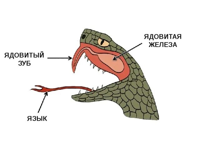 Язык рептилий. Зубы рептилий.