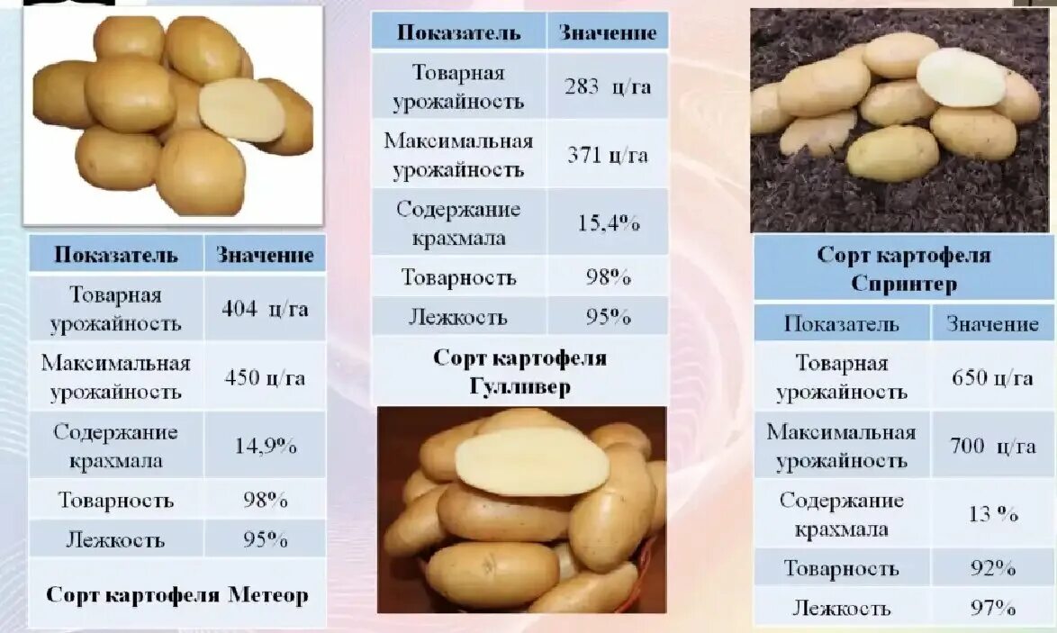 Все о сортах картофеля. Содержание крахмала в картофеле по сортам. сравнение сортов картофеля таблица. признаки столового картофеля.