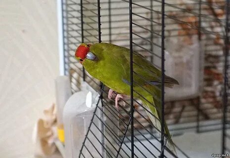 Корелла и какарик в одной клетке