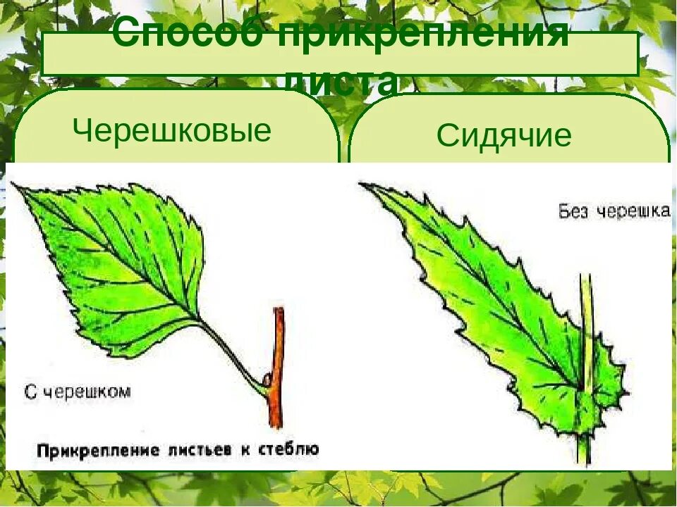 Черешковый Тип листа. Тип листа 1) черешковый 2) сидячий. Черешковый и сидячий Тип листа. Типы листа растений черешковые и сидячие.