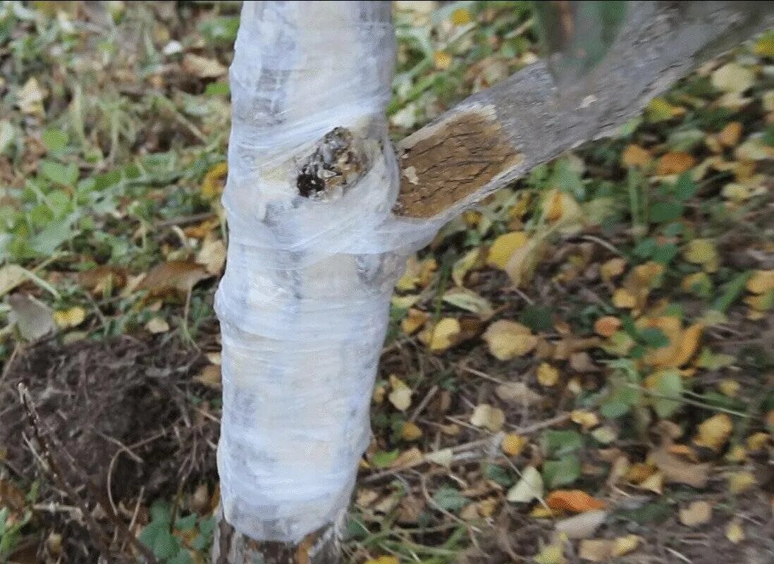 Мыши кору молодой яблони что делать. Бороздование коры плодовых деревьев. Морозобоины коры плодовых деревьев. Цитоспороз коры яблони. Бороздование ствола яблони.