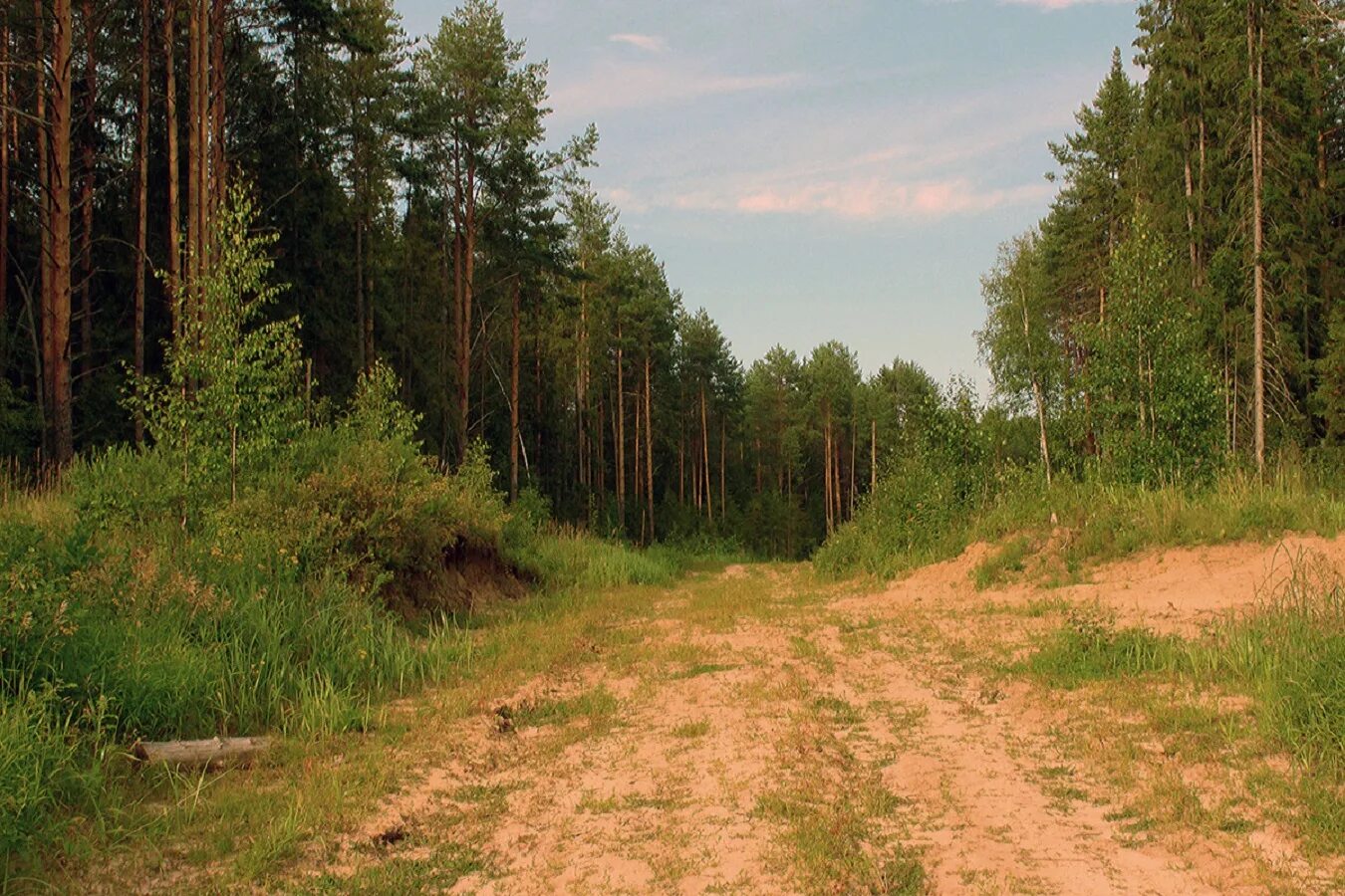 Использование лесных дорог. Карелия лесная дорога. лесные дороги. проселочная лесная дорога. грунтовая дорога в лесу.