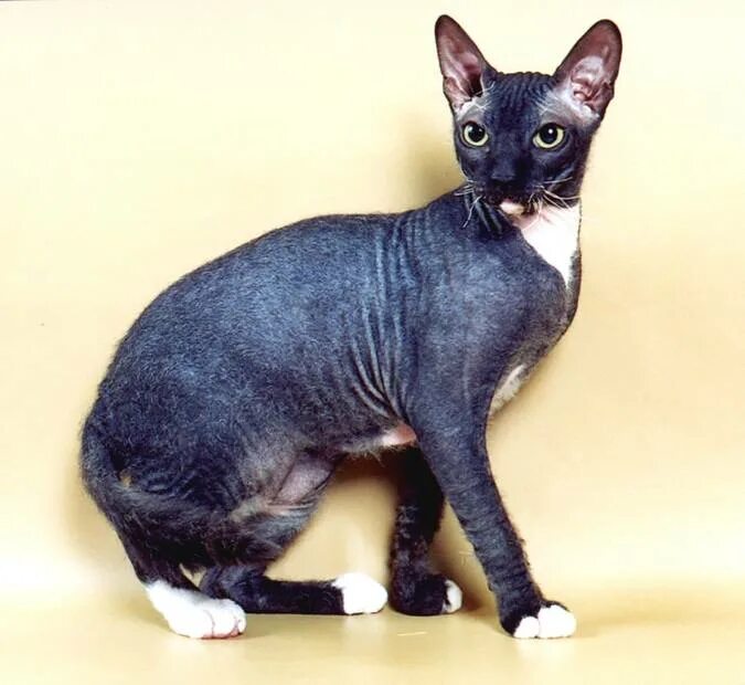 порода донской сфинкс браш. донской сфинкс браш черный. порода донской сфинкс браш. донской сфинкс сиамского окраса браш. котята сфинкс браш.