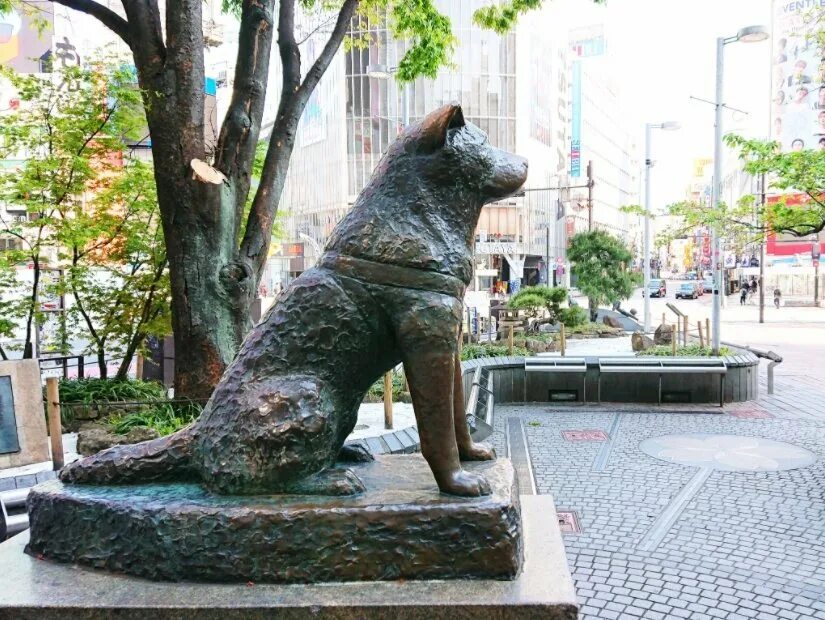 Памятник Хатико в Японии. Сибуя Токио статуя Хатико. Памятник Хатико в Токио. Статуя Хатико Сибуя.