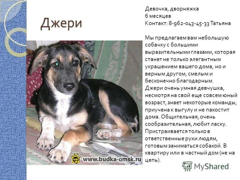 Значения кличек собак мальчики. Клички для собак девочек маленьких дворняжек. имена для собак мальчиков дворняжек. клички для собак мальчиков русские дворняжек. имя для щенка мальчика дворняжку.