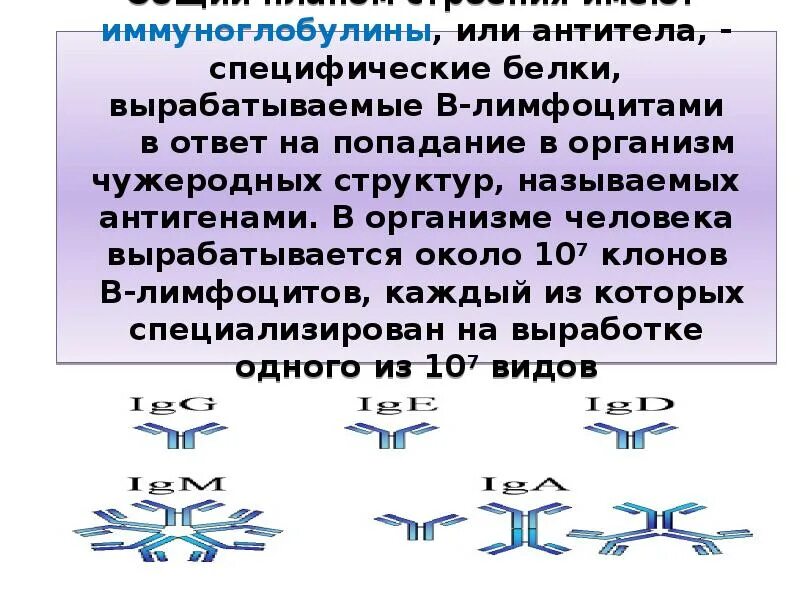 Выработка организмом антител. Антитела это специфические белки. Специфические белки иммуноглобулины. Обеспечивают выработку антител белки. Специфические белки иммуноглобулины вырабатываются.