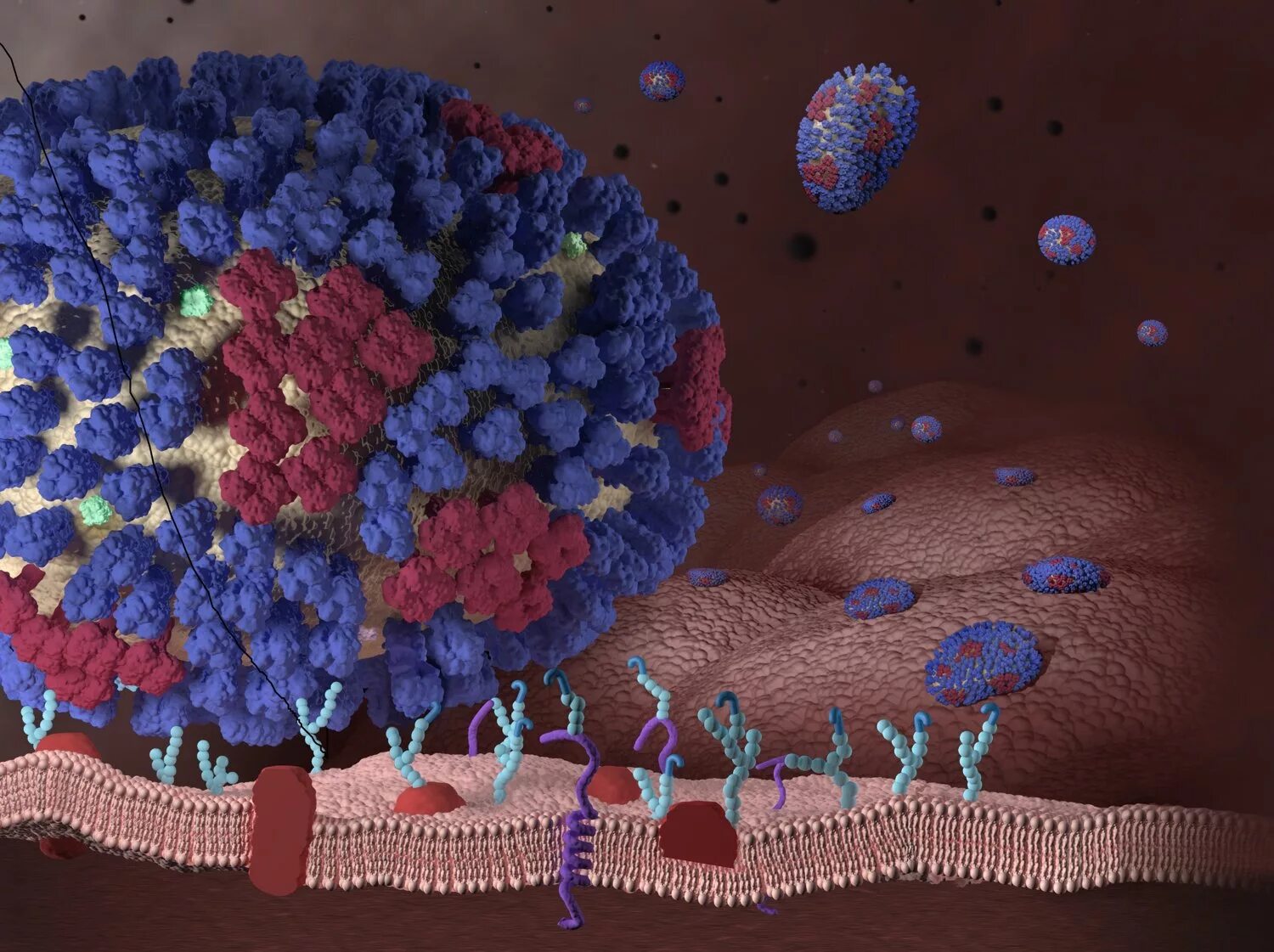 Flu virus