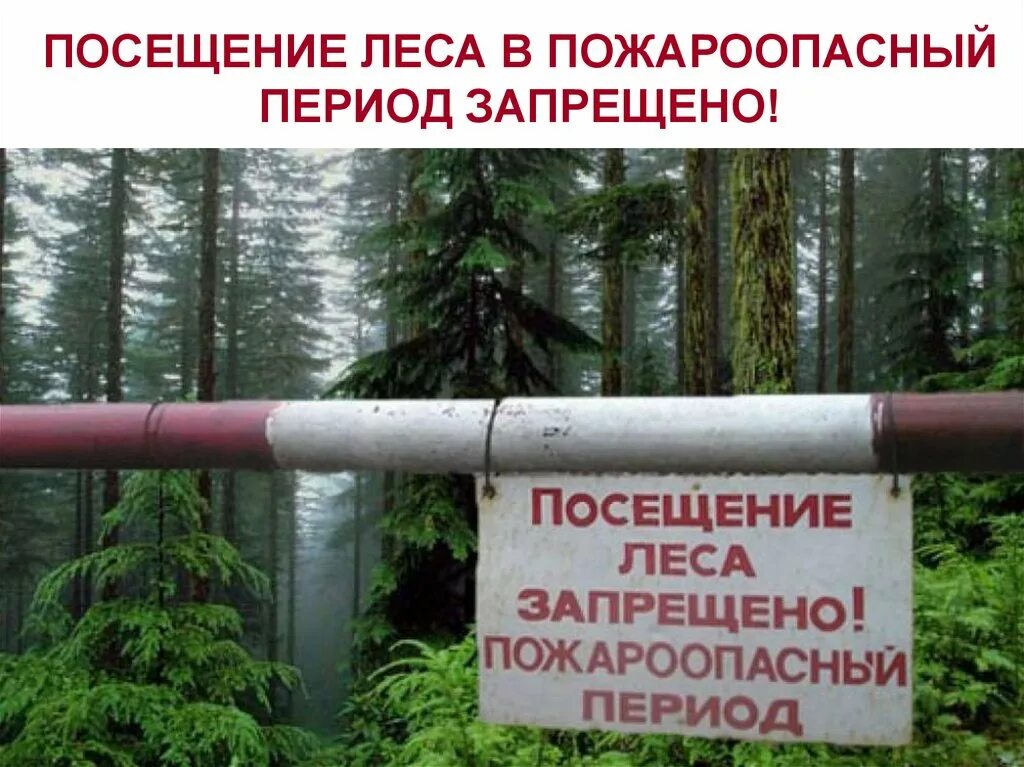 Запрет на посещение лесов. Шлагбаум в лесу. Посещение лесов запрещено. Вход в лес запрещен. Ограничение пребывания граждан в лесах.