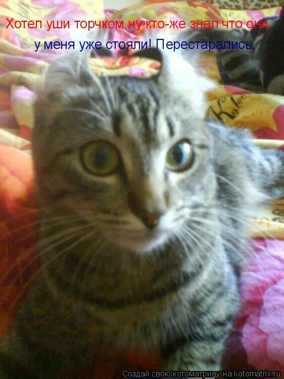 Русские народные стихи для детей. Уши лисы из меха. Хочу ушки. Хочу ушки. Заболела картинки.