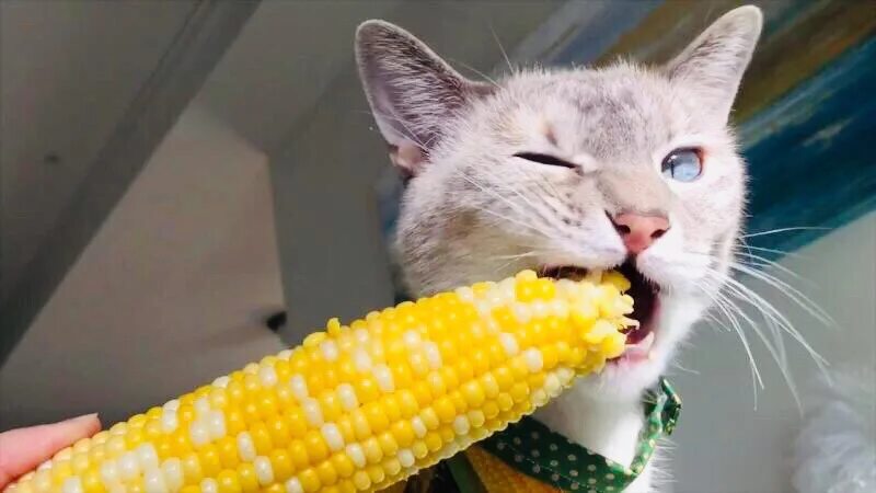 Который ест все подряд. Кот с кукурузой. кот ест кукурузу. кошка ест. котята в кукурузе.
