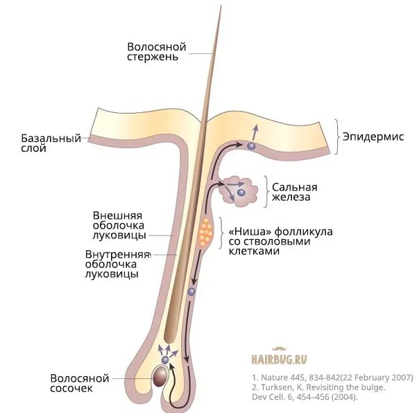 Строение волосяного фолликула. Стержень волоса. Сосочек волосяного фолликула. Волосяной аппарат.