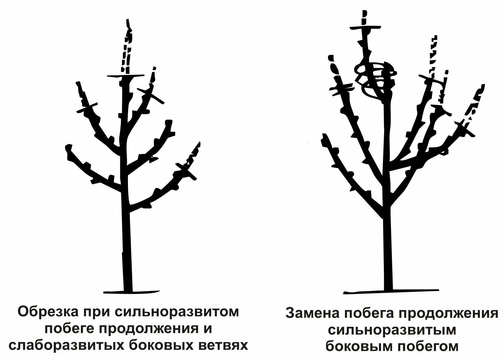 Обрезка вишни весной для начинающих в картинках. Схема подрезки вишни весной. Обрезка вишни черешни весной схема. Кустовидная вишня обрезка. Обрезка плодовых деревьев слива весной.