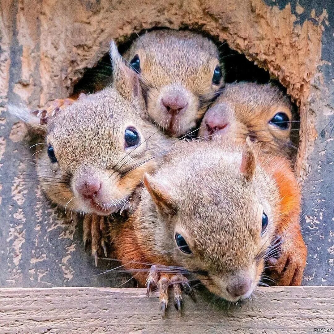 Белок а четыре. Три бельчонка. Три белки. Несколько белочек и грибов по математике. Белка смеется.