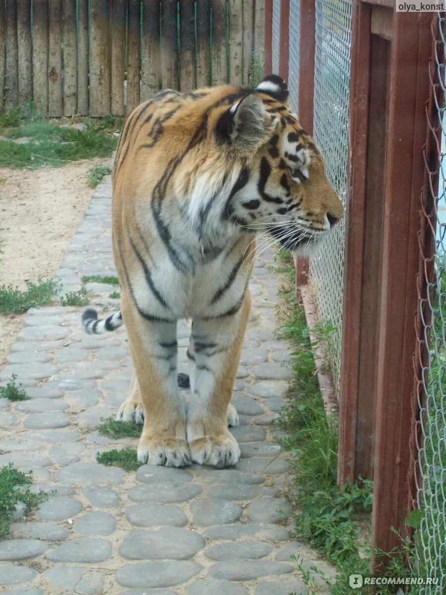 Зоопарк лимпопо нижний новгород сайт. Лимпопо Нижний Новгород. Нижегородский зоопарк Лимпопо. Директор зоопарка Лимпопо Нижний Новгород. Животные зоопарка Лимпопо Нижний Новгород.