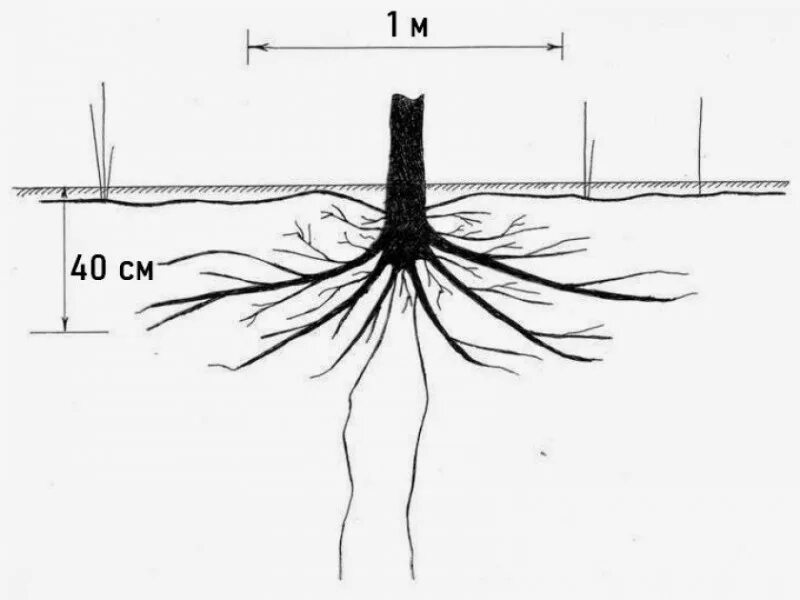 Глубь корень. Корневая система облепихи глубина. Корневая система клена канадского. Корневая система облепихи Эссель. Корневая система черемухи схема.