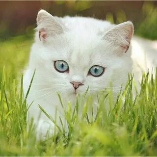 Дағыстанның үй жасырын камерасының порносын көріңіз