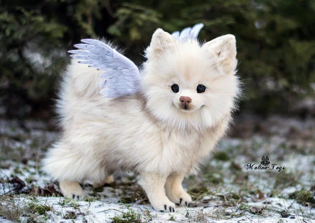 Fluffy angel. Teacup Pomeranian Husky. Белый шпиц Лисичка. Милые пушистые собаки. Китайский шпиц.