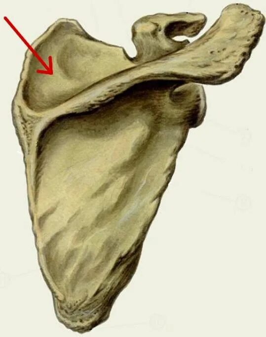 Лопатка анатомия Синельников. Лопатка scapula. Кости лопатки анатомия. Лопаточная кость анатомия человека.