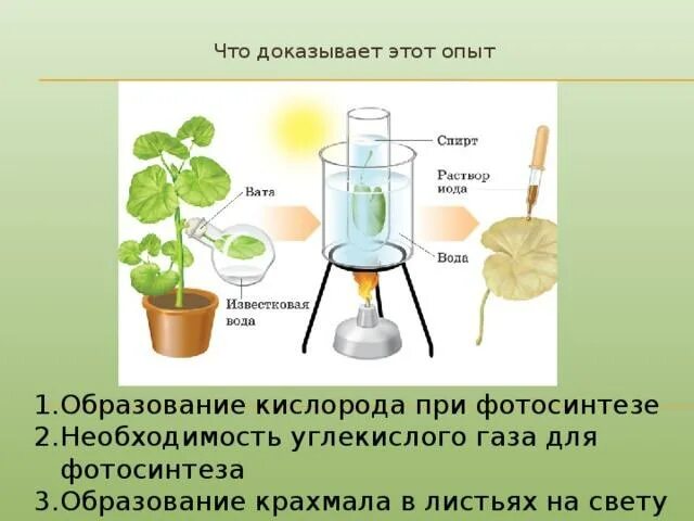 Опыты по фотосинтезу. Опыт образование крахмала в листьях. Опыты доказывающие фотосинтез. Опыты с растениями. Испаряют значительное количество воды