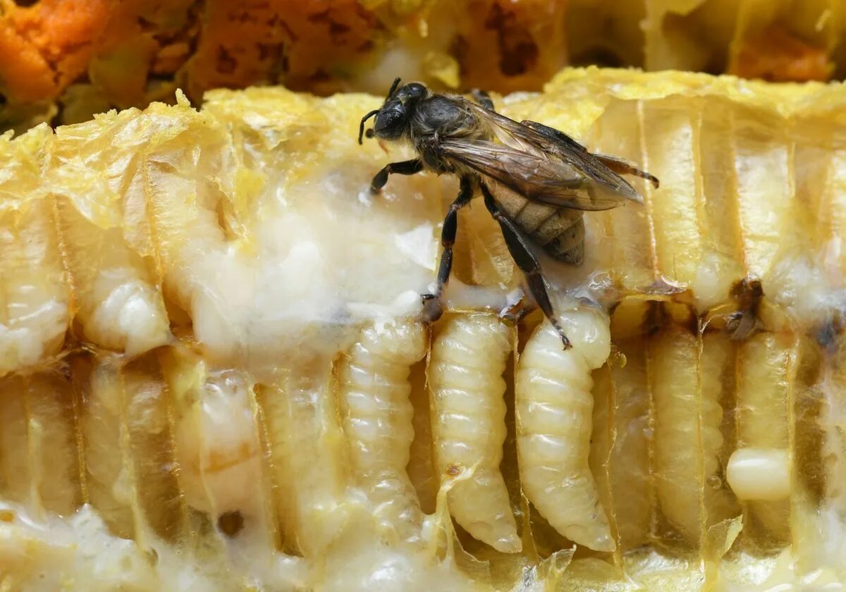 Личинки в сотах. Личинка медоносной пчелы. Куколка пчелы
