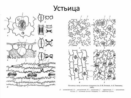 Погруженные устьица у растений